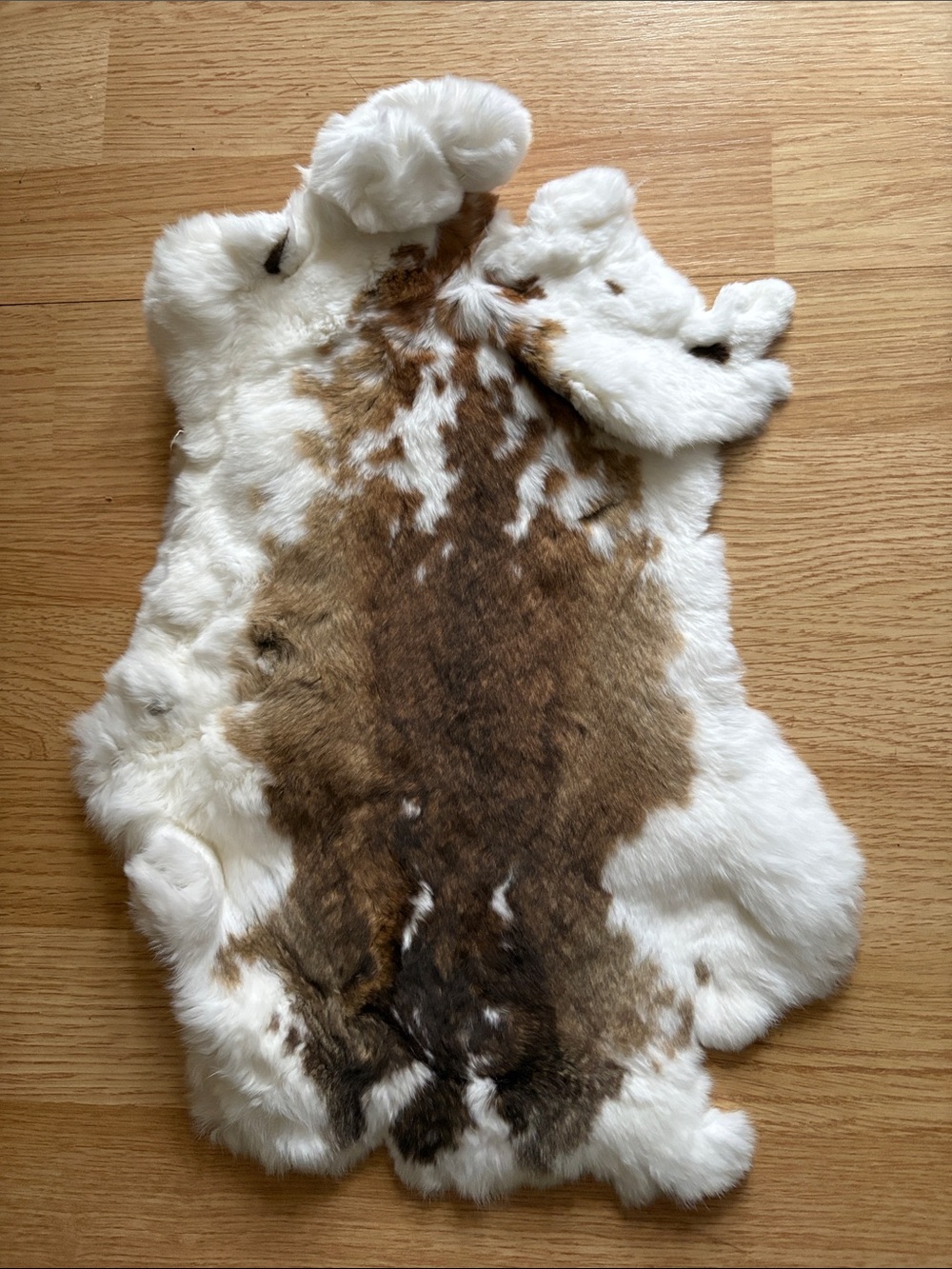 C0025 Rex rabbit hide